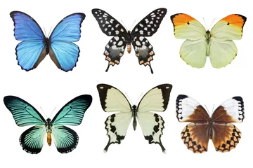 Crédence de cuisine en verre imprimé Papillon Papillons