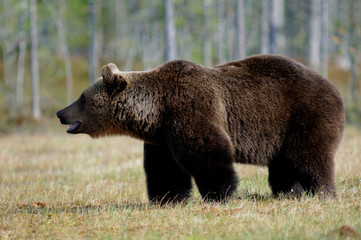 Brown Bear, Ursus arctos