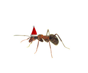Santa ant