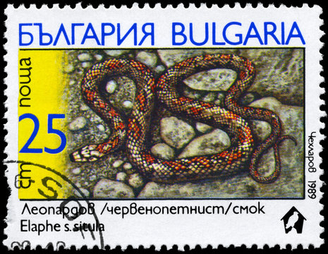 BULGARIA - CIRCA 1989 Ratsnake