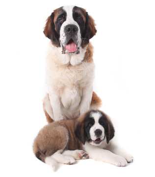 Two Loving Saint Bernard Puppies Together on a White Background