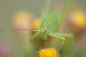 Portrait macro d'une jeune sauterelle verte sur des fleurs de séneçon