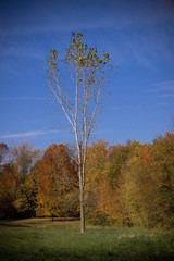 a fall tree 2