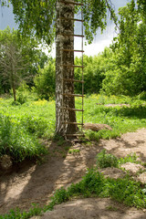 ladder on a Birch tree