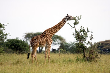 Giraffa africana che mangia una pianta di acacia