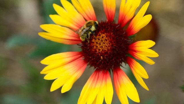 Bumblebee on a flower gailardia.