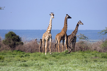 Giraffe africane