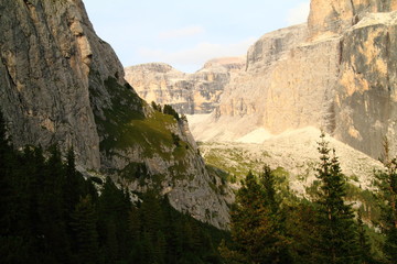 Pine wood under Lasties valley