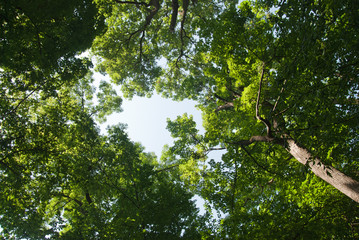 Fototapeta premium green forest