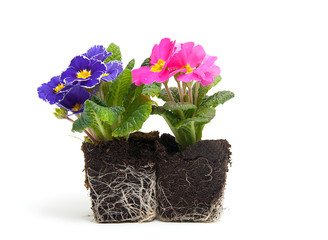 Pink and purple primula flower in garden soil over white