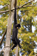 White-Cheeked Gibbon