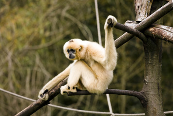 White-Cheeked Gibbon on tree branch.