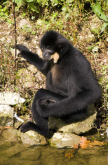 White-Cheeked Gibbon by river creek.