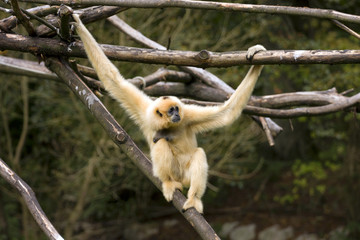 White-Cheeked Gibbon hanging on tree branch.