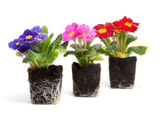colorful primula flower in garden soil over white background