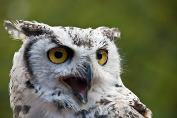 Snowy Owl