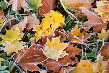 Frosty autumn leaves