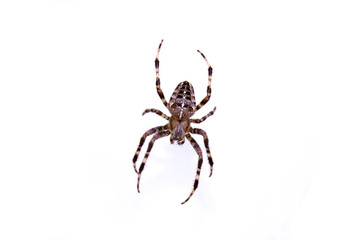 spider