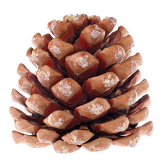 Cedar cone