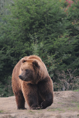 Plakat Brown Bear