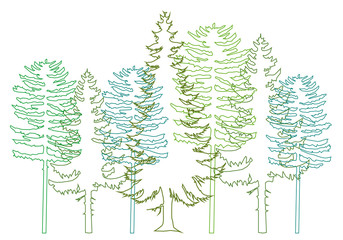 fir trees, vector