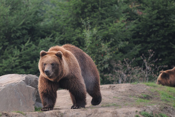 Fototapeta na wymiar Brown Bear