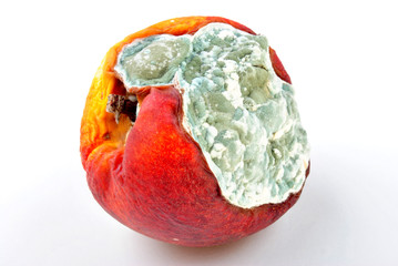 vom Schimmelpilz befallener Pfirsich