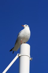 Naklejka premium sitzende Möwe-sitting gull