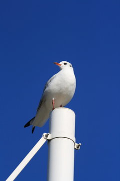 sitzende M&ouml;we-sitting gull