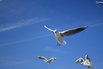 Möwen im Flug-flying gulls