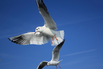 Möwen im Flug-flying gull