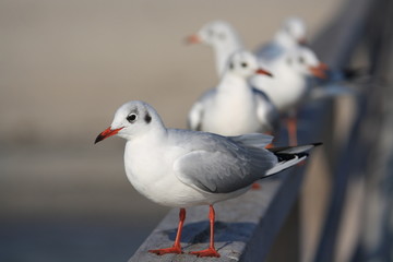 Möwen auf einer Brücke-Gulls on a bridge