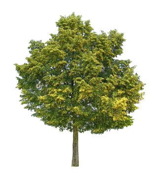 Tilleul