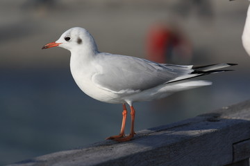 Möwe auf einer Brücke-Gull on a bridge