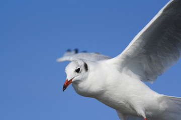 Möwe im Flug-flying gull