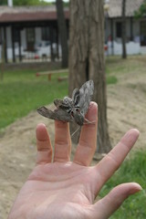 Farfalla falena in mano