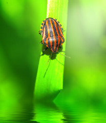 Bedbug on leaf in the morning sunlight