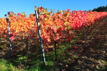 Indian summer, Weinberge, Weinlaub in Herbstverfärbung