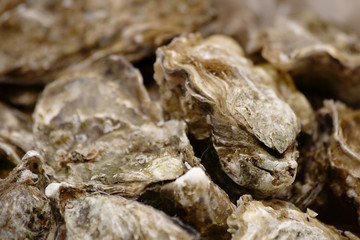 Close-up of oysters
