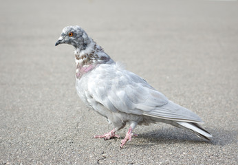 Grey pigeon