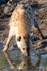 Hyäne beim Trinken