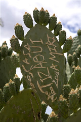 Cactus con graffiti