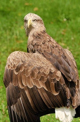 White-tailed Eagle