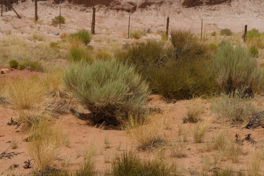 Desert Plants