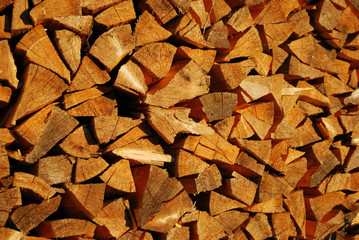 Fur-tree fire wood in a woodpile