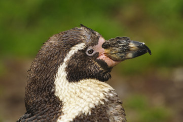 Humboldt Penguin