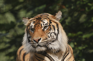 Sumatran Tiger