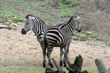 Zebra