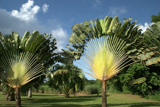 Deux arbres du voyageur