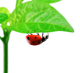 Ladybird